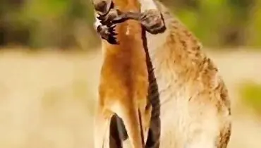 صحنه ای دیدنی از واکنش کانگرو مادر نسبت به فرزندش + فیلم