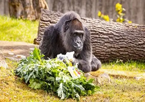 رقص خارق العاده یک گوریل در باغ وحش+ فیلم