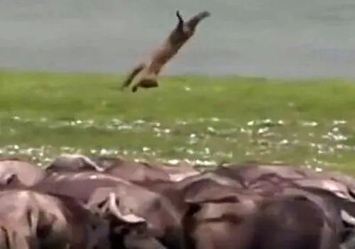 لحظه دلهره آور شکار بوفالو توسط گله شیرها در چند قدمی گردشگران+فیلم
