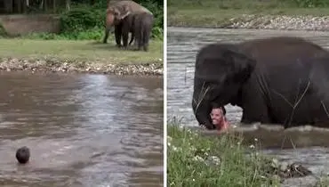 صحنه حیرت انگیز نجات مرد در حال غرق شدن توسط فیل!+ فیلم