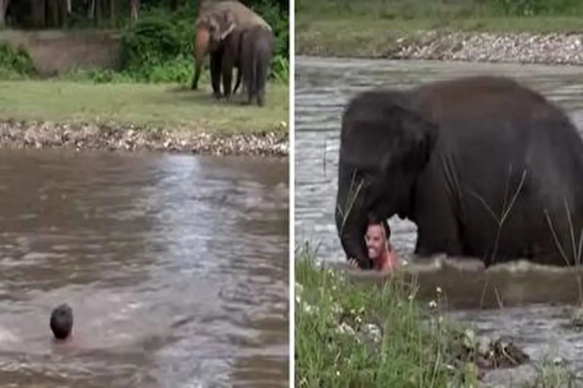 صحنه حیرت انگیز نجات مرد در حال غرق شدن توسط فیل!+ فیلم