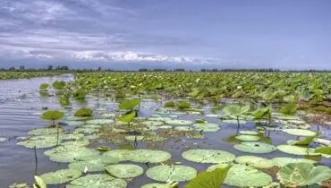 لحظاتی دیدنی از تالاب زیبای بندر انزلی + فیلم