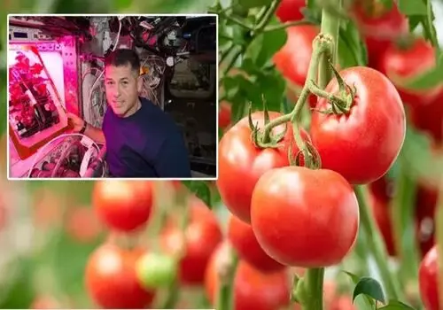 خاطره ای عجیب از تعصب یک استقلالی؛ این هوادار ۳۰ سال گوجه نخورد!+ فیلم