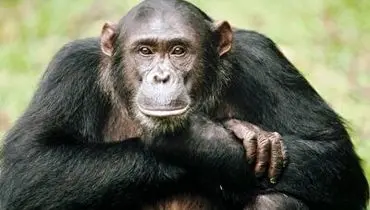 ‏ویدئویی جالب از یک شامپانزه در حال تفریح کردن با یک نوزاد!