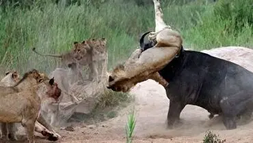 بوفالوی شجاع، یک تنه به گله شیرها زد+ فیلم