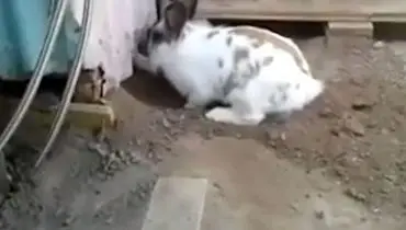 صحنه حیرت انگیز کمک خرگوش به گربه گرفتار شده!+ فیلم