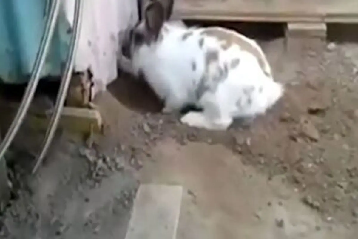 صحنه حیرت انگیز کمک خرگوش به گربه گرفتار شده!+ فیلم