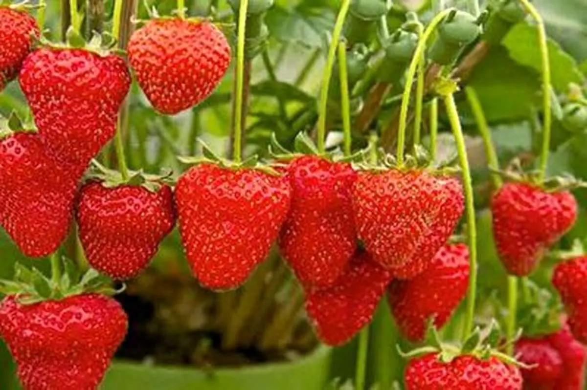 یک روش ساده برای تکثیر توت فرنگی+ فیلم