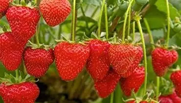 یک روش ساده برای تکثیر توت فرنگی+ فیلم