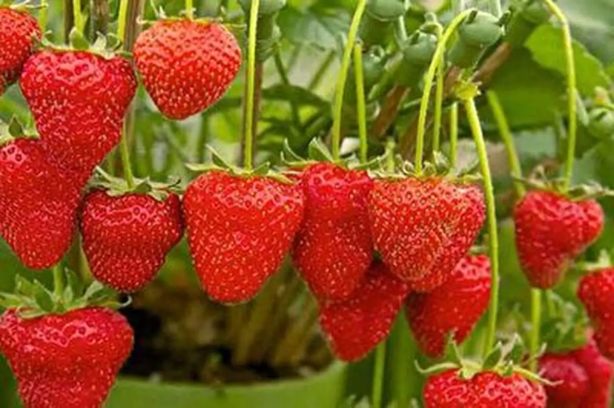 یک روش ساده برای تکثیر توت فرنگی+ فیلم