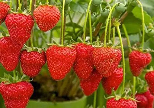 طرز تهیه اسموتی ماچا توت فرنگی+فیلم/ آموزش اسموتی خنک و مقوی بهاره 