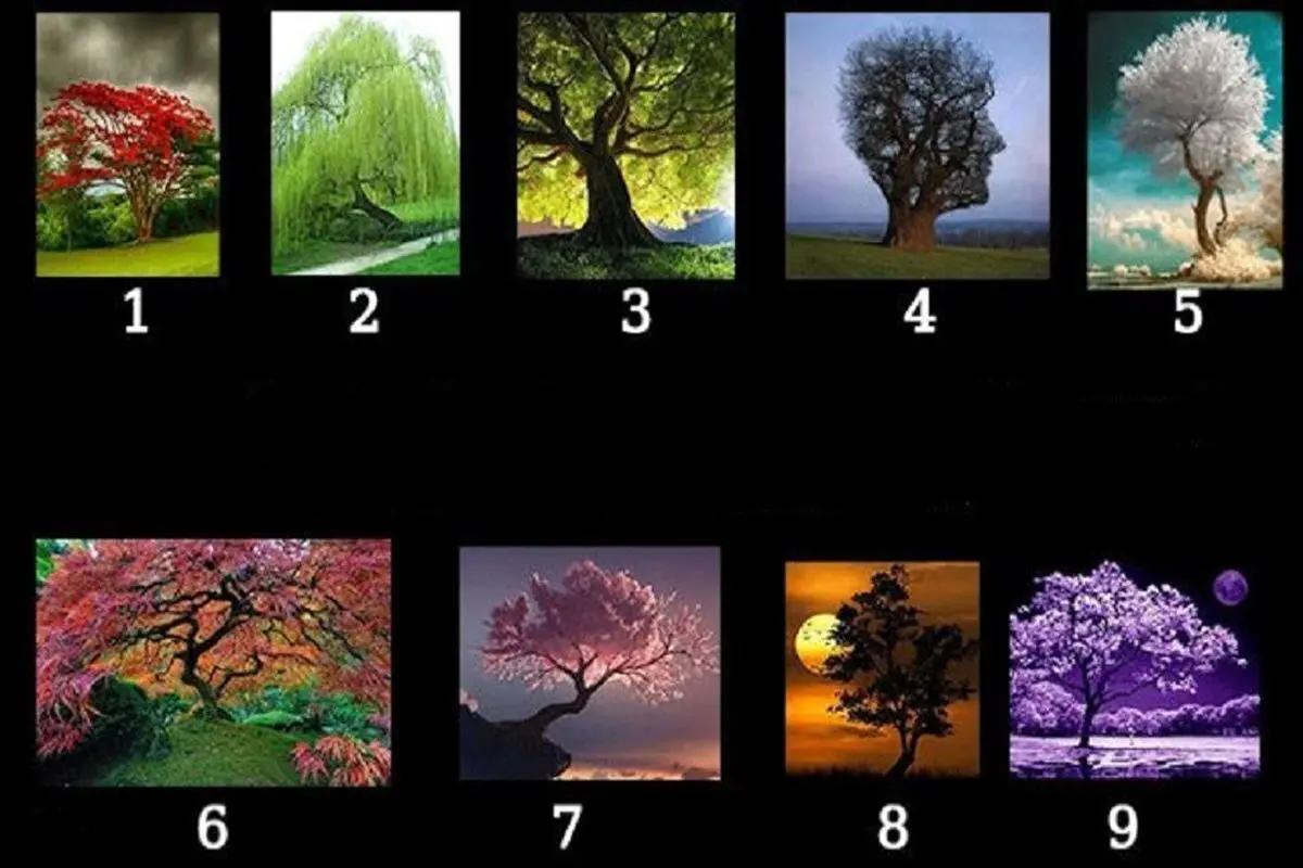تست شخصیت‌شناسی؛ با انتخاب یک درخت، سرنوشت ماه آینده تان را بخوانید