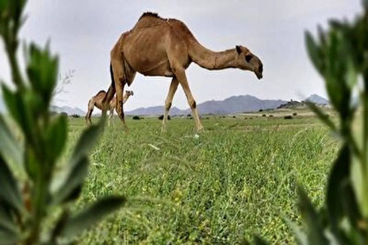 از دیدن سرسبزی مکه متحیر می شوید+ فیلم