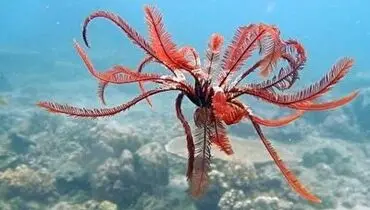 با ستاره ی پری، این موجود باشکوه و شگفت انگیز دریایی آشنا شوید+ فیلم