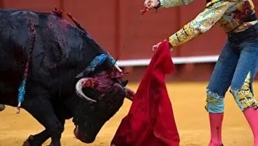 لحظه وحشتناک حمله گاو خشمگین به سوارکار+ فیلم