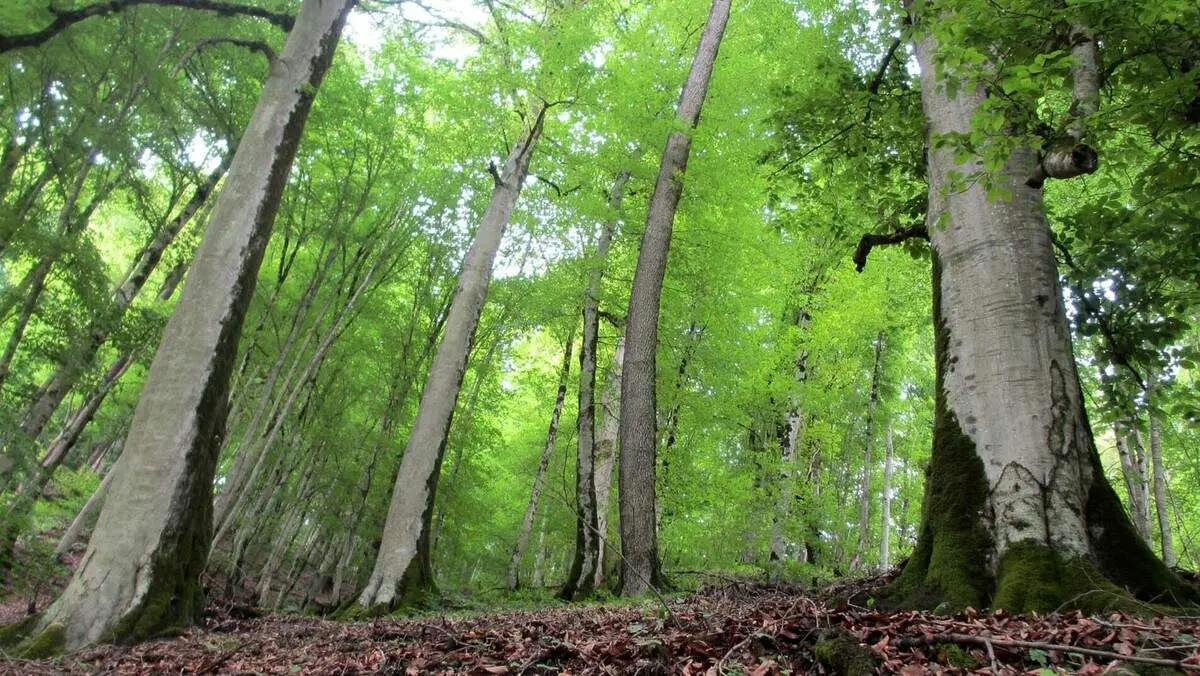 اگر قصد سفر یک روزه به اطراف تهران را دارید، این جنگل زیبا را از دست ندهید+ تصاویر