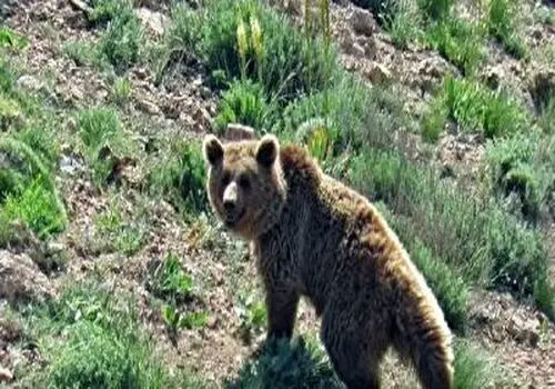 مشاهده یک خرس قهوه‌ای سرگردان در اقلید فارس+ فیلم