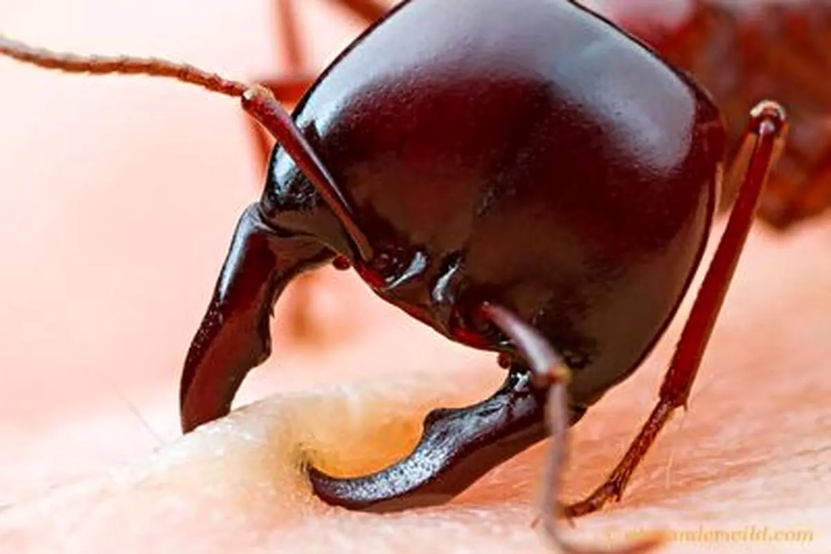 مورچه عجیبی که در یک دقیقه انگشت انسان را نابود میکند+ فیلم