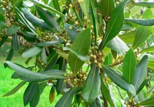 بعد از دیدن این عکس قید خوردن دلمه را می‌زنید!