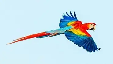 دردسر عجیب طوطی بازیگوش برای یک بازی فوتبال!+ فیلم