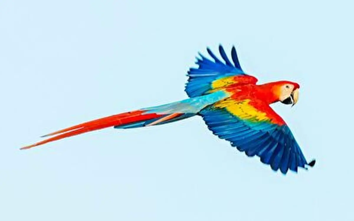 دردسر عجیب طوطی بازیگوش برای یک بازی فوتبال!+ فیلم
