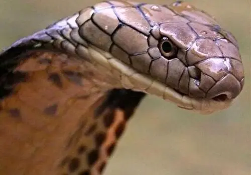 تصاویر شگفت‌انگیز پادشاهی خزنده‌ای عظیم بعد از عصر دایناسورها + عکس

