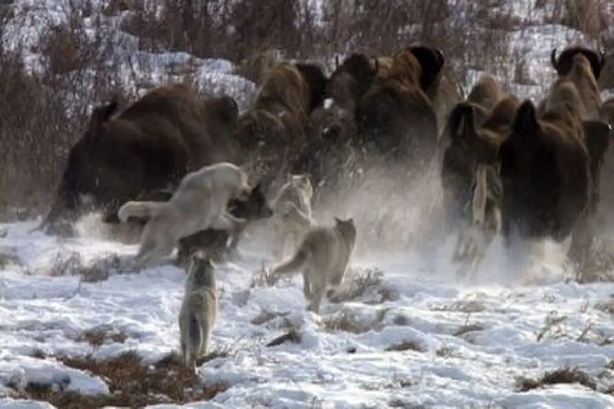 ‏آرایش دفاعی حیرت انگیز گاومیش ها در برابر حمله گرگها+ فیلم