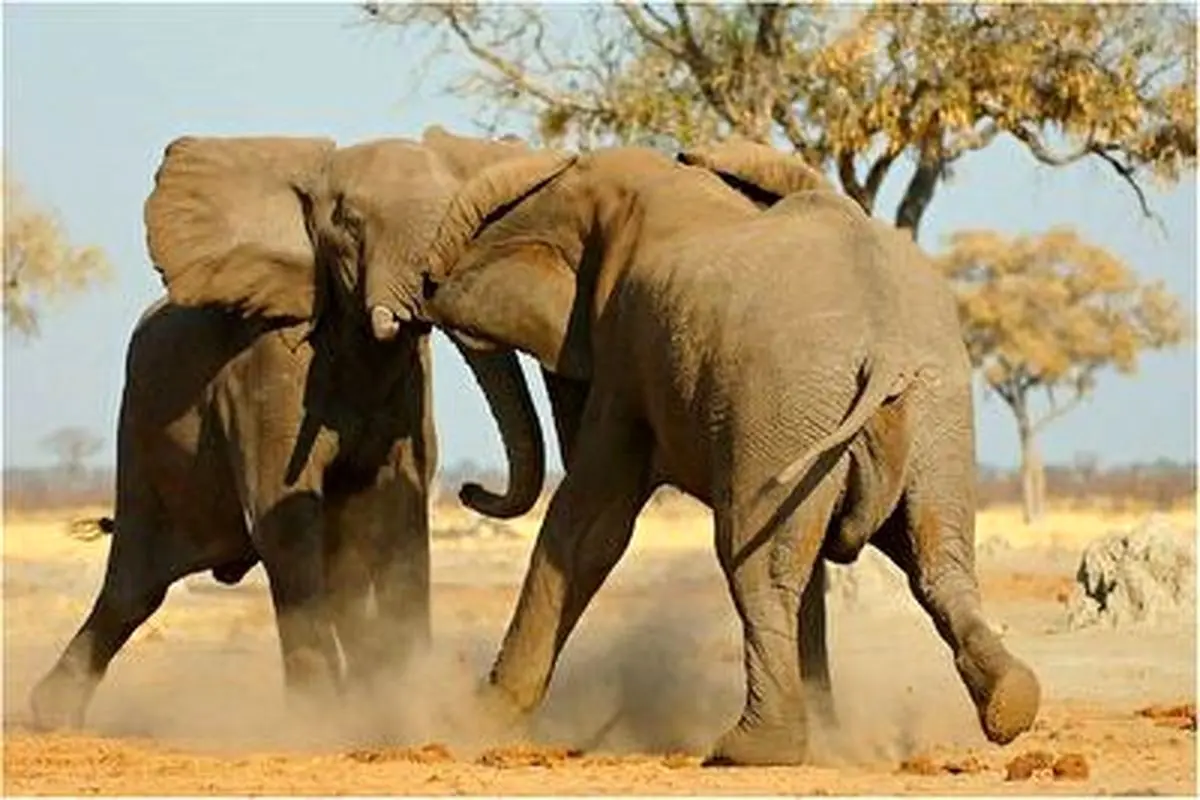 مبارزه ترسناک دو فیل در وسط جاده+ فیلم