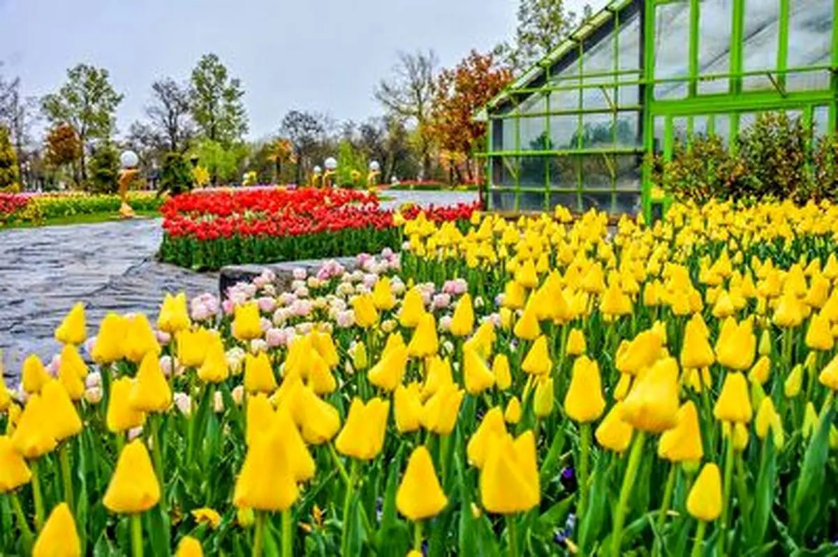 رونمایی از بزرگترین فرش گل خاورمیانه در کرج + فیلم
