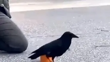 هوش باورنکردنی این پرنده میخ کوبتان می کند!+ فیلم