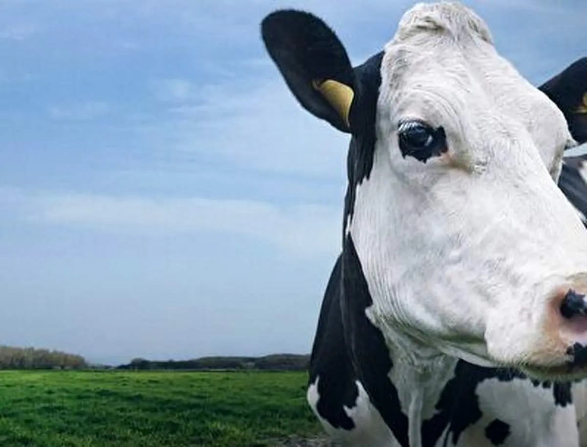 اهدای گاو و گوسفند به قهرمان فوتسال جام رمضان + فیلم