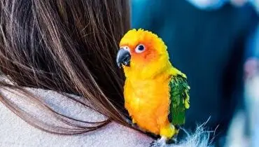 تماس های ویدیویی کیفیت زندگی طوطی ها را بهبود می بخشد
