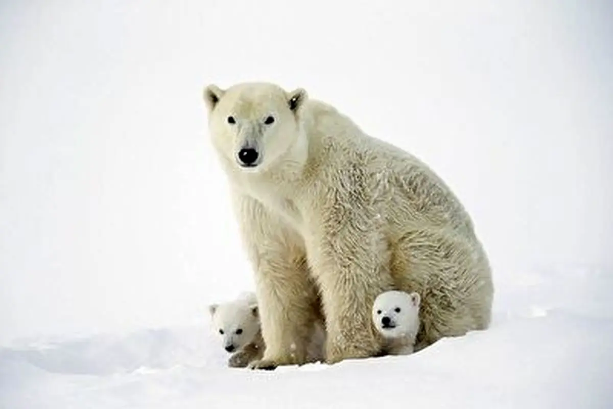 رفتار احساسی خرس قطبی با توله هایش+فیلم