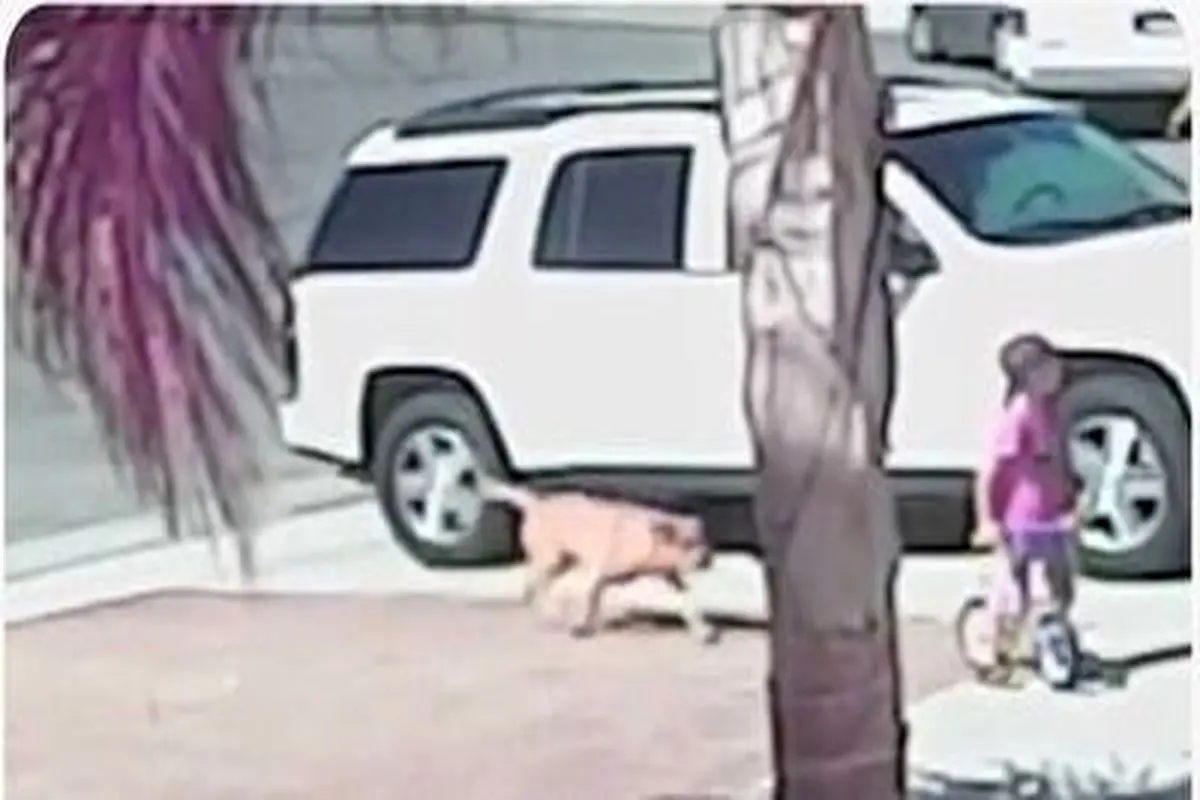 گربه قهرمان، جان کودک را در حمله سگ ولگرد نجات داد+ فیلم