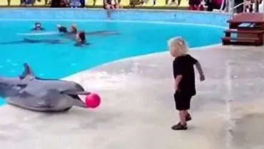 بازی تماشایی دلفین با یک کودک+ فیلم