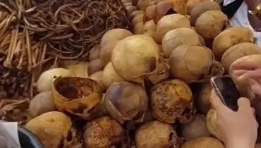 مراسم عجیبی که استخوان مردگان را به نمایش می گذارند!+ فیلم