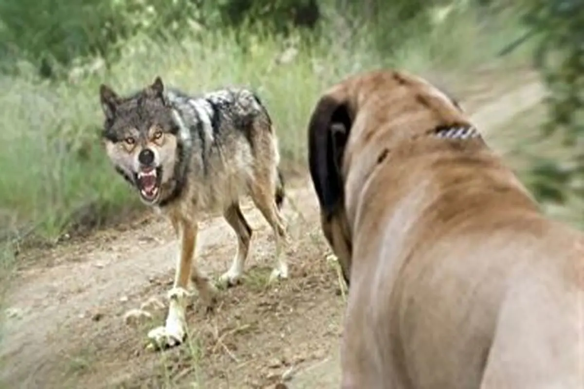 قدرت آرواره های گرگ در برابر سگ+ فیلم