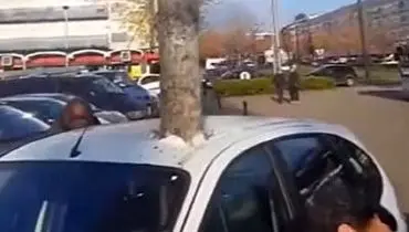 درخت تنومندی که ناگهان وسط ماشین ظاهر شد!+ فیلم