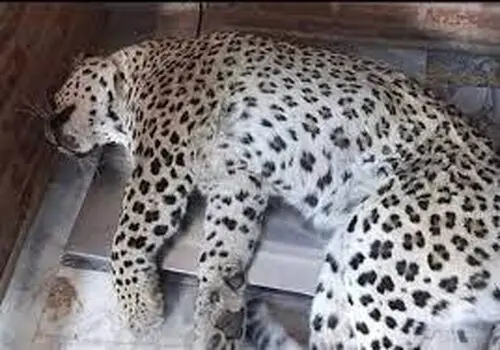 دستگیری اتباع غیر مجاز در شهرستان تنکابن