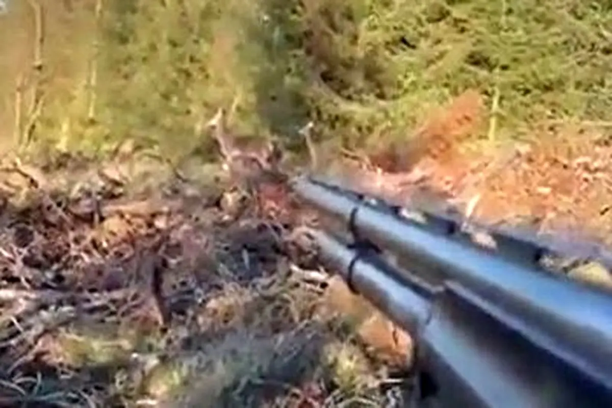 اتفاق باورنکردنی در لحظه شلیک شکارچی به گوزن!+ فیلم