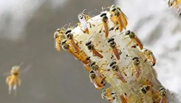 ویدئویی جالب از Hocks یا زنبورهای بی نیش استرالیایی