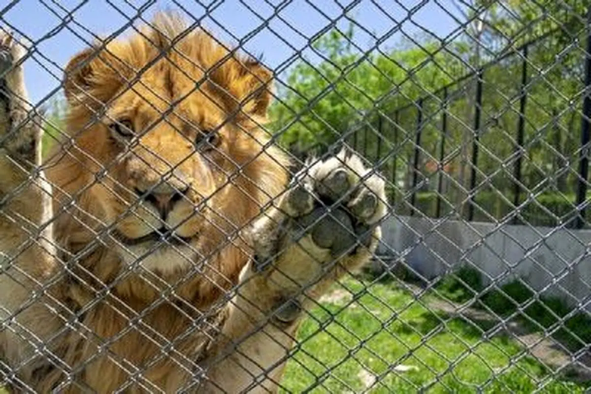 فیلمی از واکنش زیبای حیوانات به آزادی+ فیلم
