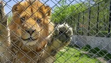 فیلمی از واکنش زیبای حیوانات به آزادی+ فیلم