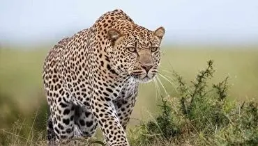 مشاهده یک پلنگ در جنگل‌های مازندران+ فیلم