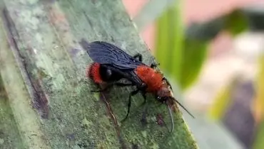 مورچه‌ سمی ای که در بدن حشرات دیگر تخم می‌گذارد!+ عکس