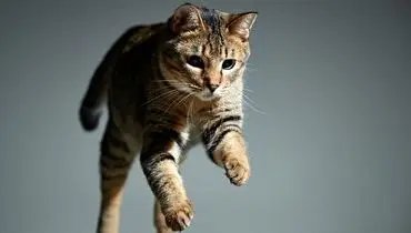‏رکوردزنیِ پرش ارتفاع توسط یک گربه+ فیلم