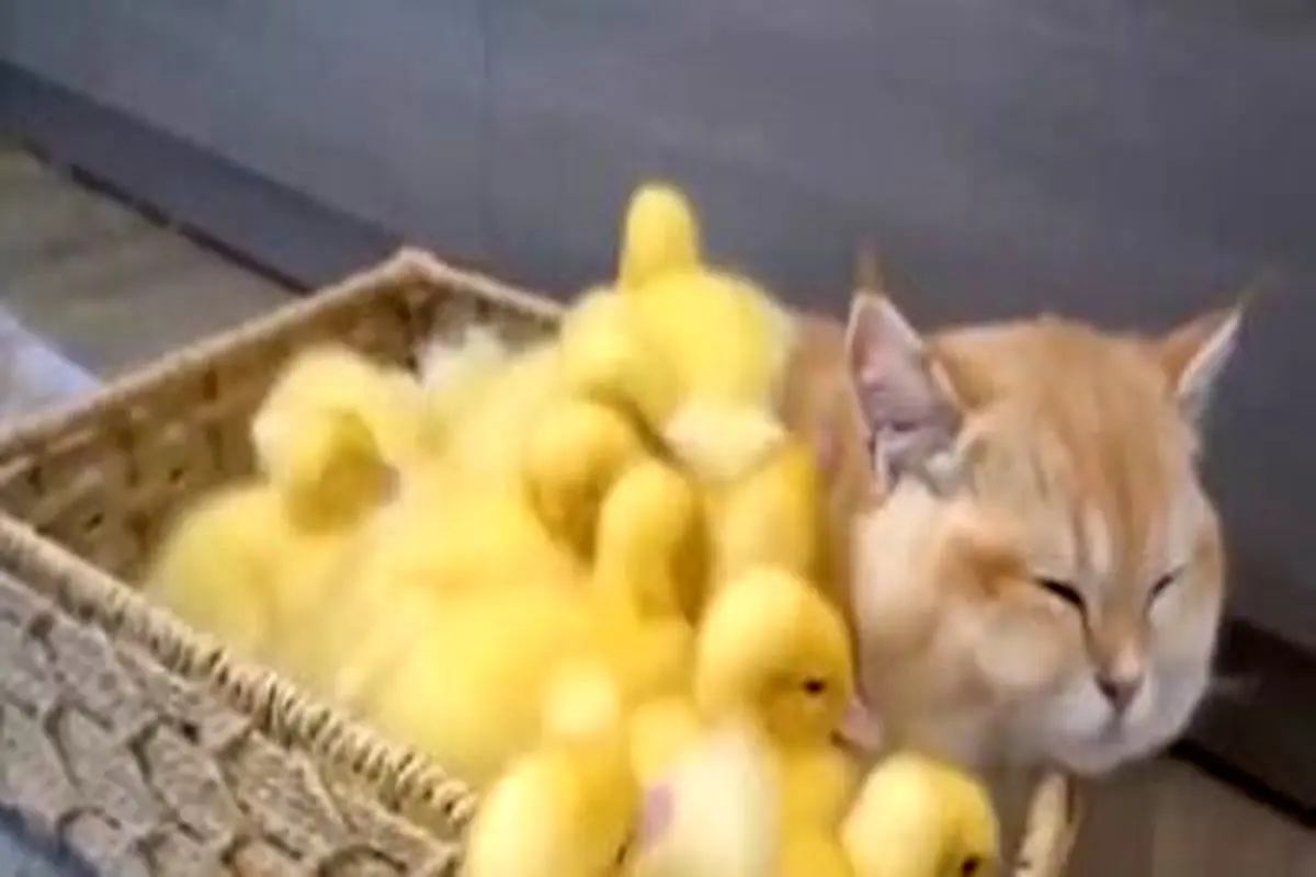 دوستی جالب گربه و جوجه اردک های بی مادر+ فیلم