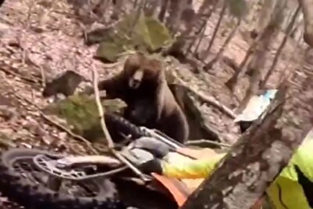 لحظه وحشتناک رویارویی موتورسوار با خرس در حین مسابقه+ فیلم