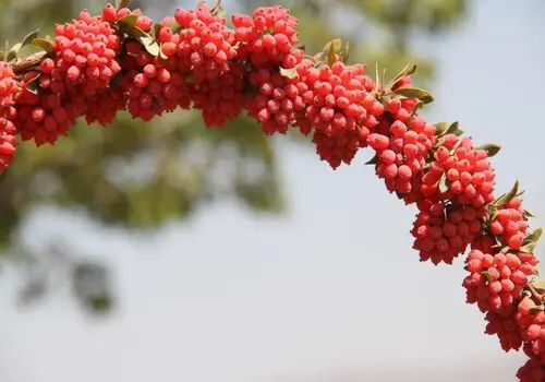 زرشک و این همه خواص؟!