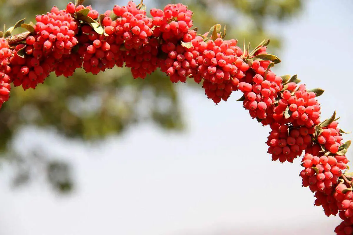 با این گیاه خوش رنگ، ریه خود را پاکسازی کنید